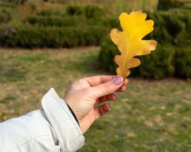 Close-up of a single autumn oak leaf in the woman's hand. Autumn composition.