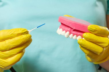 İnsan çene düzeni ve interdental kürdan fırçaları ile dişçinin ellerinin yakın görüntüsü.