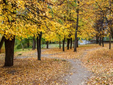 Trees with yellow leaves and a footpath in the city park on autumn day. Colors of autumn.