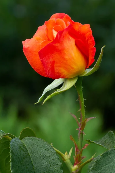 Close Red Rose Growing Garden Shallow Depth Field — Foto de Stock