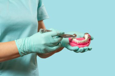 Head of high-speed dental handpiece with the bur and the layout of a human jaw in the dentists hands. Dental instruments for dental treatment.