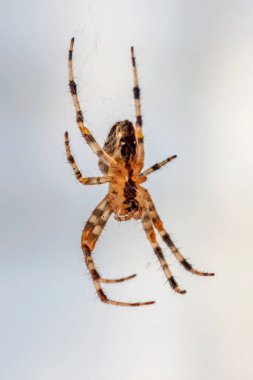 Close-up the spider on the web on the blurred background