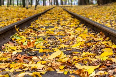 Rails Kent Park yere düşen sarı sonbahar yaprakları ile.