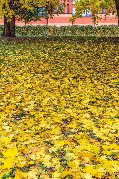 Fallen yellow leaves in the city. Colors of autumn.