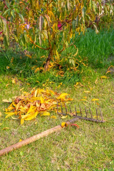 Cleaning the lawn and collecting dry leaves with the old rake in autumn.