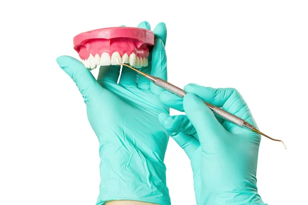 Close-up view of dentist's hands in latex gloves with the layout of human jaw and the dental restoration instrument on the white isolated background. Medical tools concept.