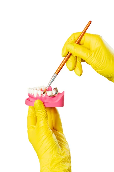 Close View Dentist Hands Latex Gloves Layout Human Jaw Brush — Φωτογραφία Αρχείου