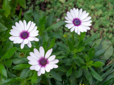 Osteospermum 'un çiçekli çalısı, papatya ya da Afrika papatyası olarak bilinir. Çiçek tarlasında büyüyorlar..
