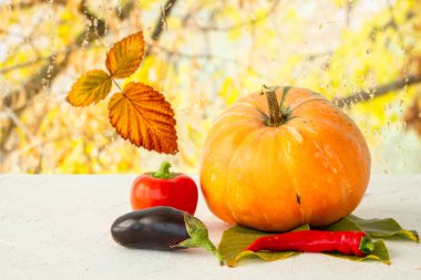 Büyük bir balkabağı ve sebzeli sonbahar kompozisyonu. Balkabağı ve dolma biber, paprika ve çiçekler sonbahar arkaplanının önünde. Sonbahar alışverişi. Şükran Günü.