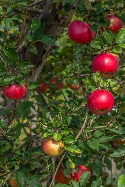 Ripe Red Apples Branches Tree Autumn Garden — Stock Photo, Image