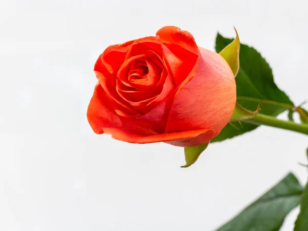 Brote Una Hermosa Rosa Roja Con Hojas Verdes Sobre Fondo — Foto de Stock