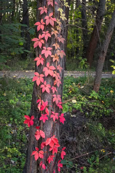 Tronco Árvore Com Folhas Vermelhas Floresta Dia Outono Cores Outono — Fotografia de Stock