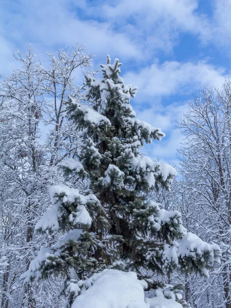 Spruce Δέντρο Καλυμμένο Χιόνι Την Ηλιόλουστη Μέρα Του Χειμώνα Μπλε — Φωτογραφία Αρχείου