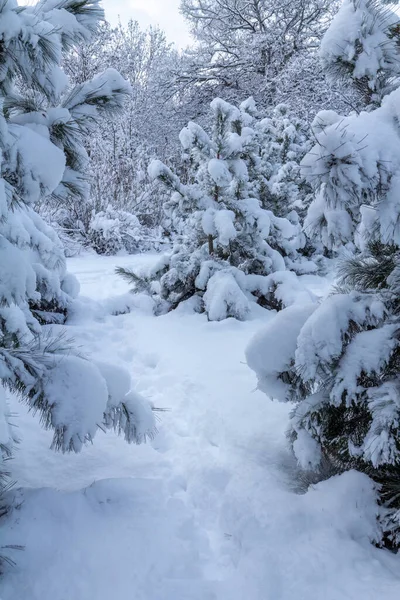 Κλαδιά Από Έλατο Καλυμμένα Χιόνι Στο Δάσος — Φωτογραφία Αρχείου