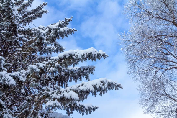 Δέντρα Καλυμμένα Χιόνι Την Ηλιόλουστη Χειμωνιάτικη Μέρα Μπλε Ουρανό Στο — Φωτογραφία Αρχείου