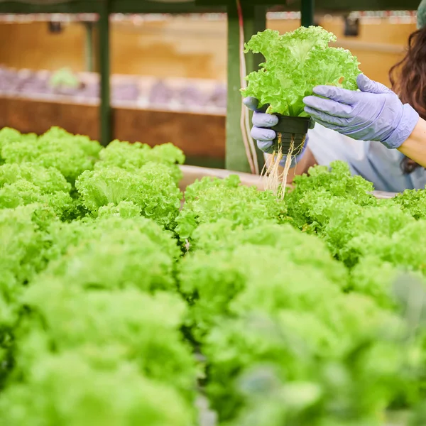 Kadın bahçıvanın elleri, elinde marul tohumu tutuyordu..