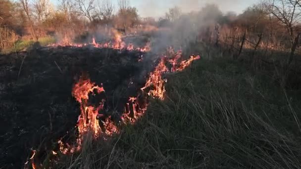 Καύση ξηρό γρασίδι στο πεδίο κάτω από συννεφιασμένο ουρανό. — Αρχείο Βίντεο