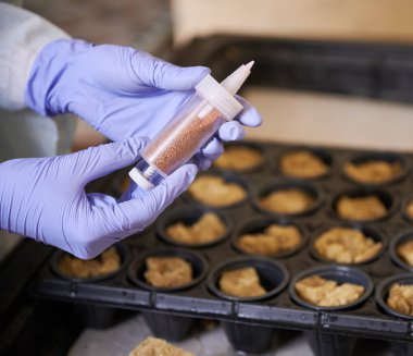 Bahçedeki lastik eldivenli kadın ellerinin yanında tohum ekici tohumu var. Kadın bahçıvan seraya tohum ekmek için tohum ekme aleti şırıngası kullanıyor..