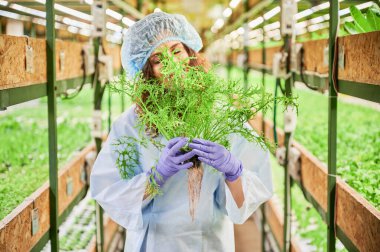 Kadın bahçıvan elinde taze yapraklı yeşilliklerle mizuna tutuyor. Elinde yapraklarla serada duran, tek kullanımlık kep ve bahçe eldivenleri takan genç bir kadın..