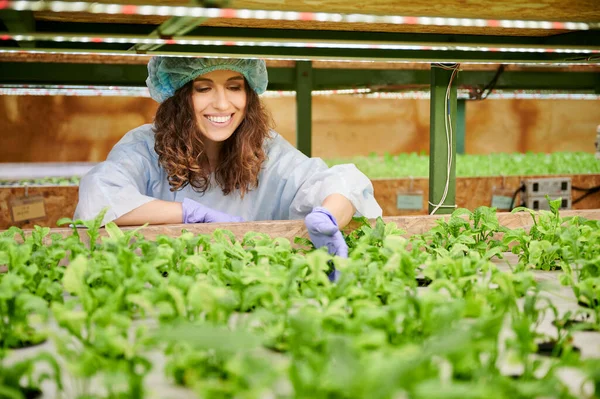 Joyful female gardener in disposable cap looking at green leafy plants and smiling while standing near shelf with seedlings. Young woman in garden gloves checking plant growth in greenhouse.