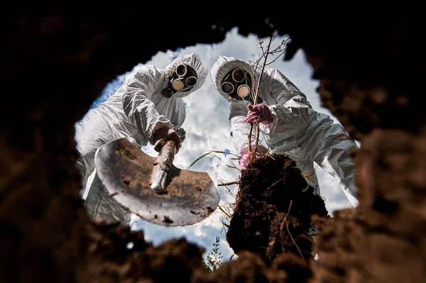 Post apocalypse - people in gas masks using shovel for reforesting soil with seedling after radioactive catastrophe. Volunteers in overalls planting tree at infected area. View from earth pit.