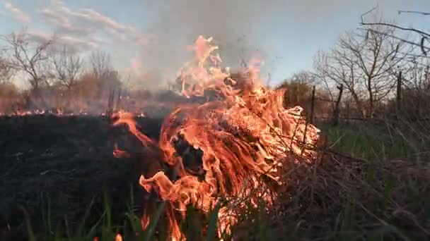Field Fire Burning Dry Grass Smoke Ashes Blue Sky Clouds — Vídeo de Stock