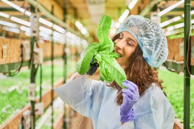 Tek kullanımlık kepli kadın bahçıvan elinde yeşil yapraklı bir ot ve lezzetli bir yaprak ısırıyor. Bahçe eldivenli kadın serada taze yapraklı yeşillikler yiyor..