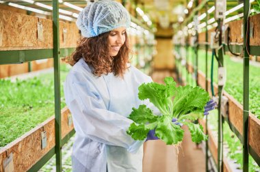 Serada yeşil marul arayan neşeli kadın bahçıvan. Tek kullanımlık şapkalı mutlu kadın tarım uzmanı elinde yapraklarla fidelerle rafların arasında duruyor..
