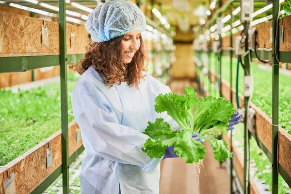 Serada yeşil marul arayan neşeli kadın bahçıvan. Tek kullanımlık şapkalı mutlu kadın tarım uzmanı elinde yapraklarla fidelerle rafların arasında duruyor..
