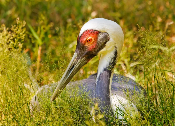 Grúa con capucha asiática en hierba Grus Monachus — Foto de Stock