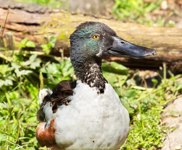 Male Northern Shoveler Duck in Grass Anas Clypeata — Stock Photo, Image