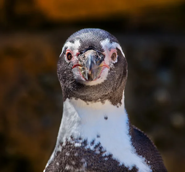 Humboldt tučňák speniscus humbolti tvář při pohledu na vás — Stock fotografie