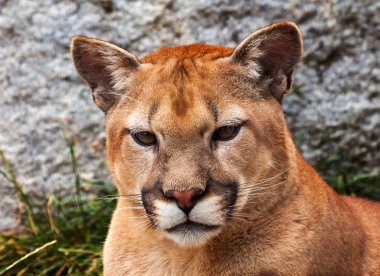 Dağ aslanı closeup baş Puma puma concolor arıyorsunuz