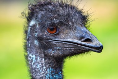 EMU baş dromaius novahollandiae kadar yakın