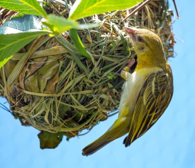 Weaver kuş ploceidae yuva çalışma