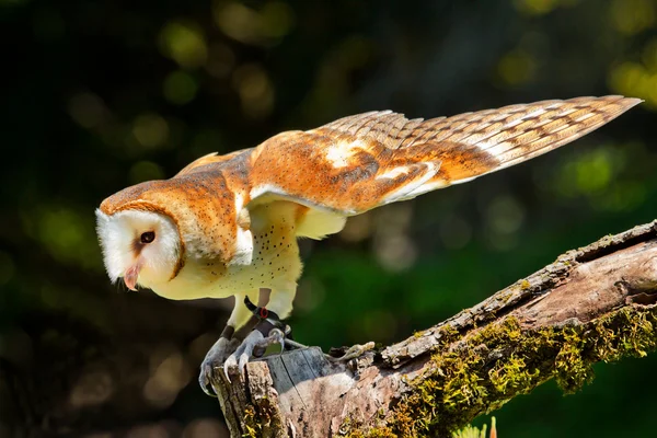 Barn Owl Tyto Alba — Stock Photo, Image