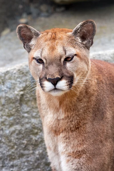 Berglöwe cougar puma concolor suchen — Stockfoto