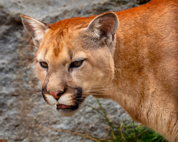 Mountain Lion Closeup Cabeça Cougar Kitten Puma Concolor — Fotografia de Stock