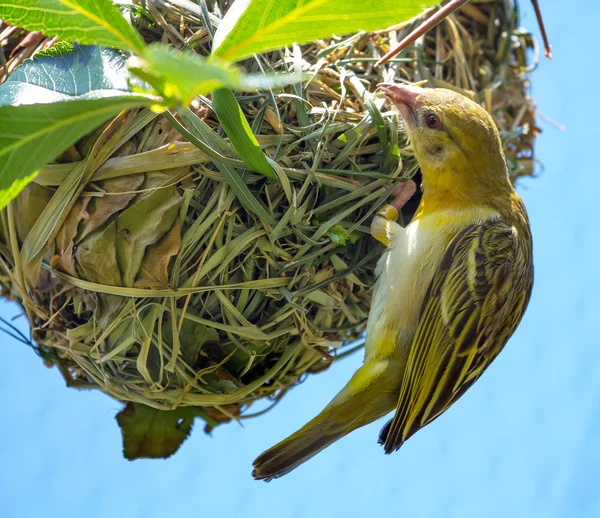 Weaver ploceidae πουλί στην φωλιά εργασίας — Φωτογραφία Αρχείου