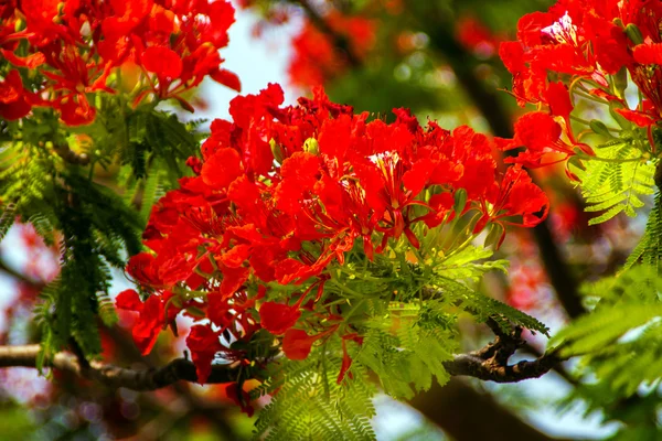 Rode vlam tree delonix regia Hongkong — Stockfoto