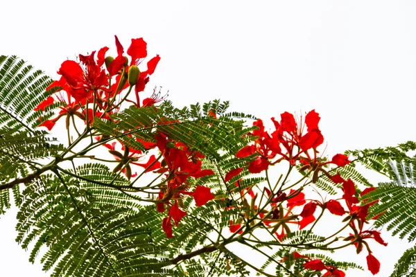 Sílhueta da árvore de chama vermelha Delonix Regia Hong Kong — Fotografia de Stock