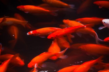 Batı Gölü hangzhou Yüzme altın sazan zhejiang Çin