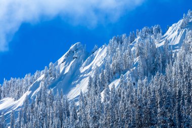 karlı ağaçların mcclellan butte kar dağ tepe, snoqualme pass w