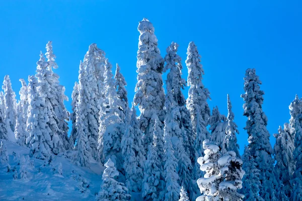 大雪覆盖在 snoqualme 通 washingt 常青的树木抽象 — 图库照片