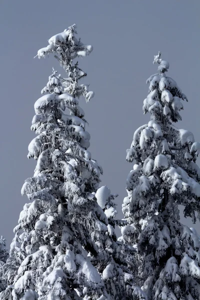 大雪覆盖在 snoqualme 通 washingt 常青的树木抽象 — 图库照片