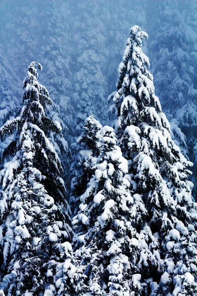 Árboles Evergreen cubiertos de nieve Resumen en Snoqualme Pass Washingt —  Fotos de Stock