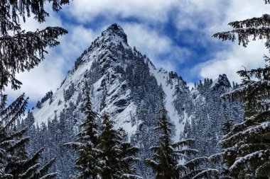 McClellan Butte Snow Mountain Peak Through Trees Snoqualme Pass clipart