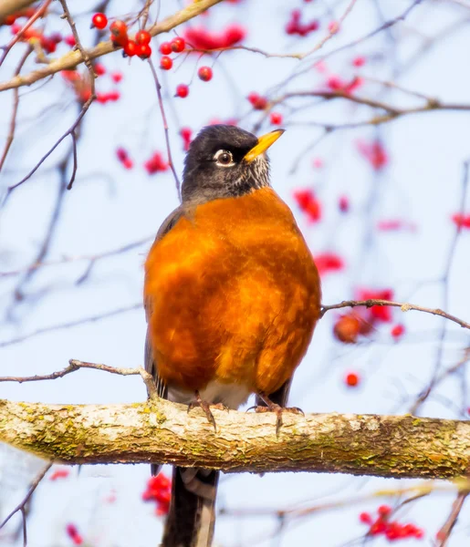 Červená prsy americké robin s červeným ovocem — Stock fotografie