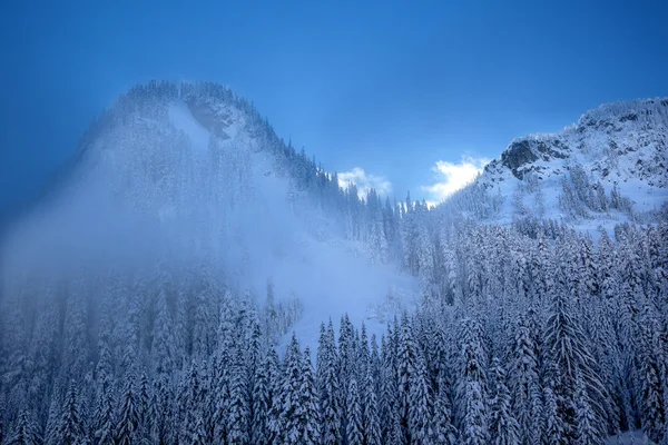 Snoqualme pass yıkama sis karla kaplı dağ yaprak dökmeyen ağaçlar — Stok fotoğraf