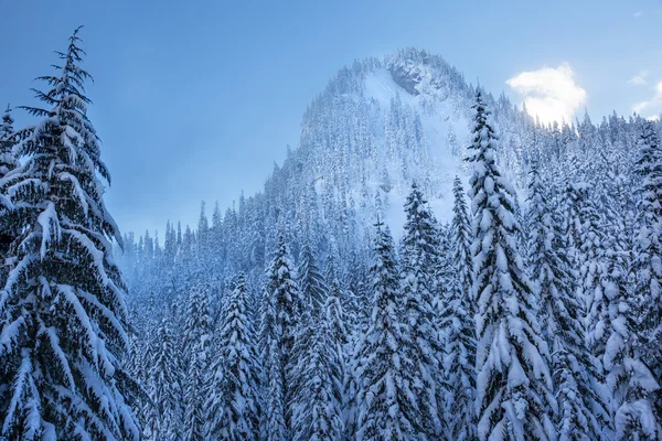 Nevada cubierto Evergreens bosque nieve montaña pico snoqualme pass —  Fotos de Stock